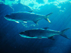 Tarpon fishing in the Florida Keys