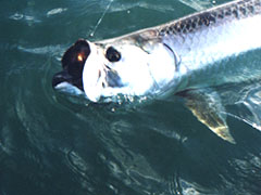 Reelin' in the tarpon